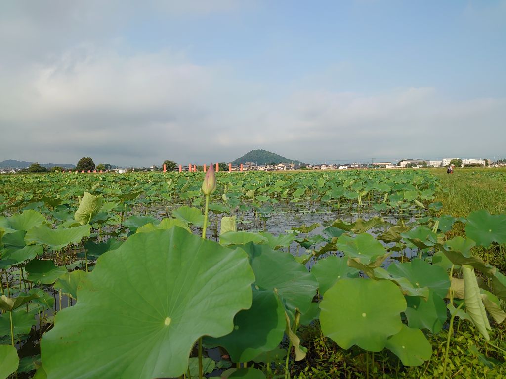 藤原宮跡のハナハス開花1