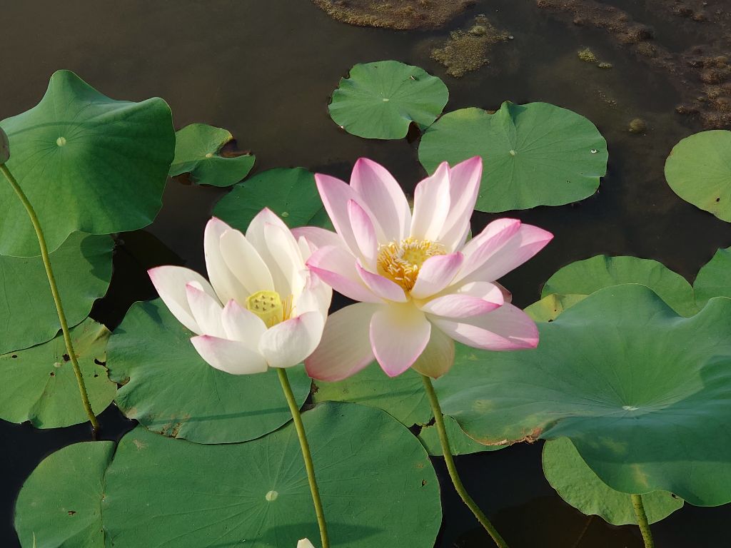 藤原宮跡のハナハス開花2
