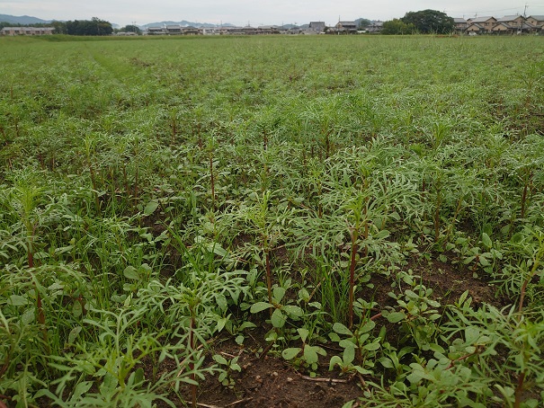 藤原宮跡のコスモス写真20230922-1