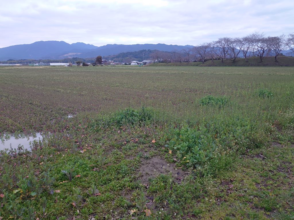 20240307藤原宮跡菜の花写真1