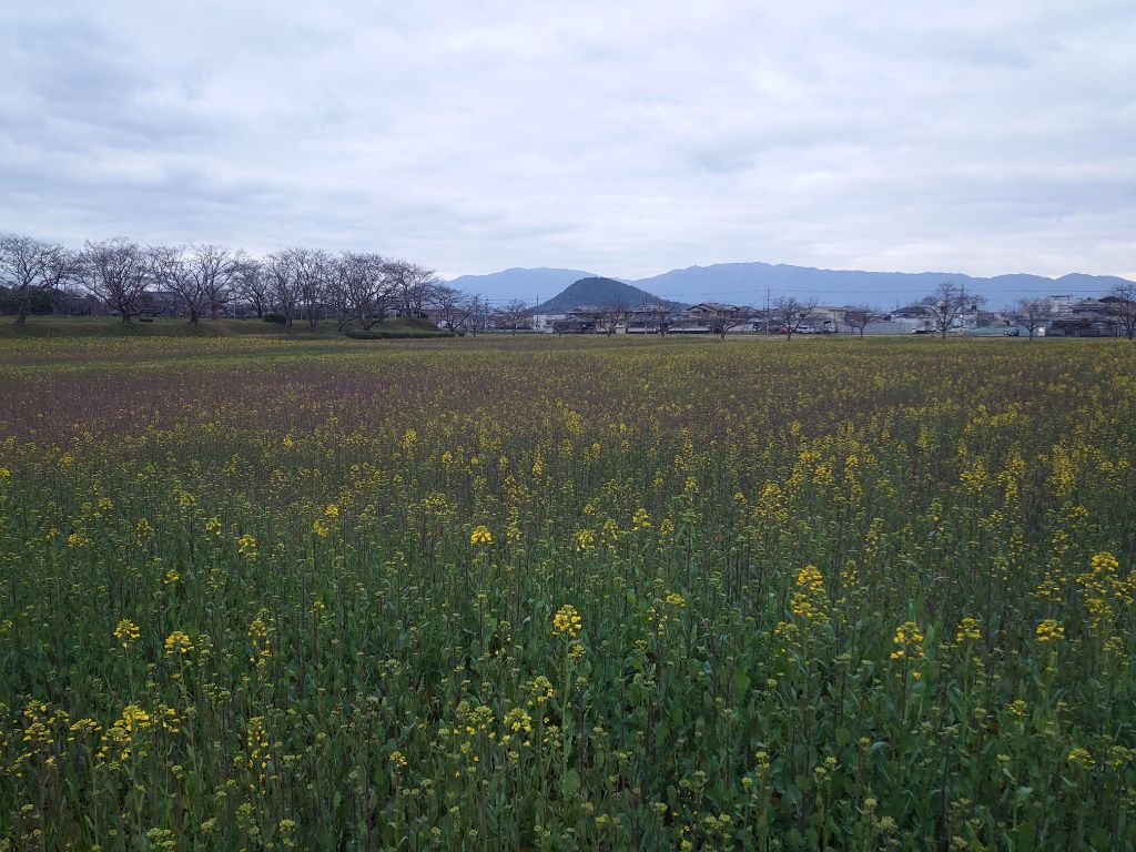 20240307藤原宮跡菜の花写真2