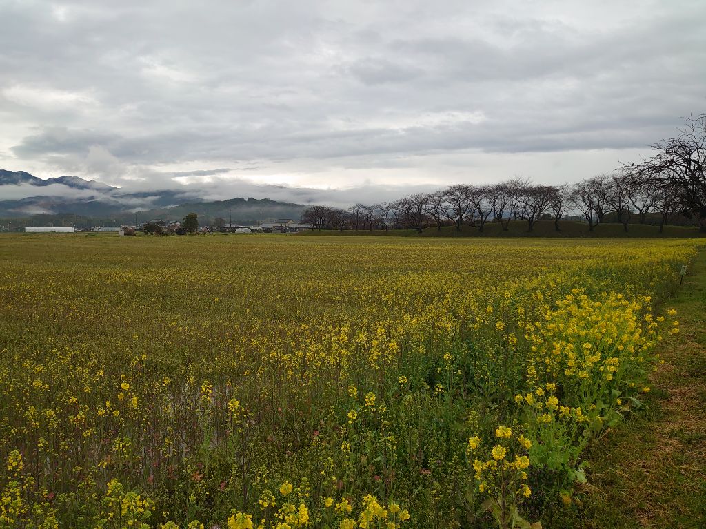 20240326藤原宮跡菜の花写真1