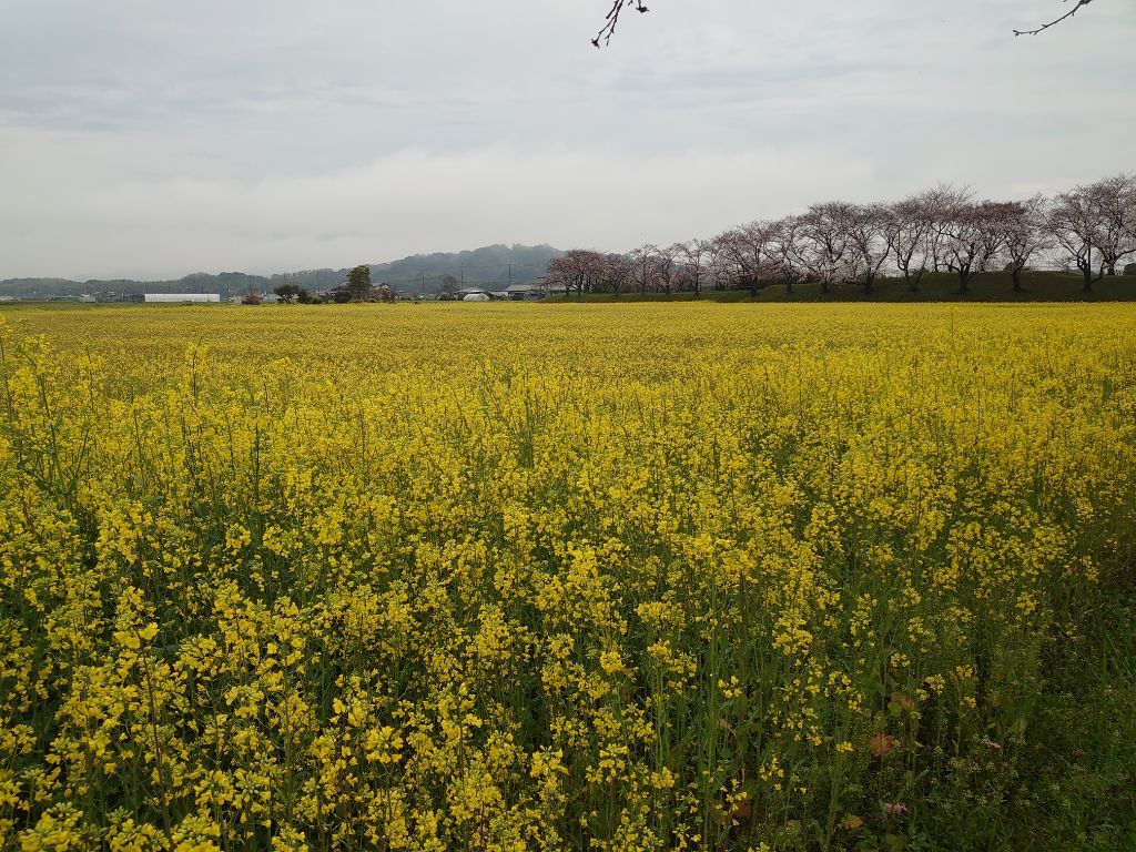 20240403藤原宮跡菜の花写真2
