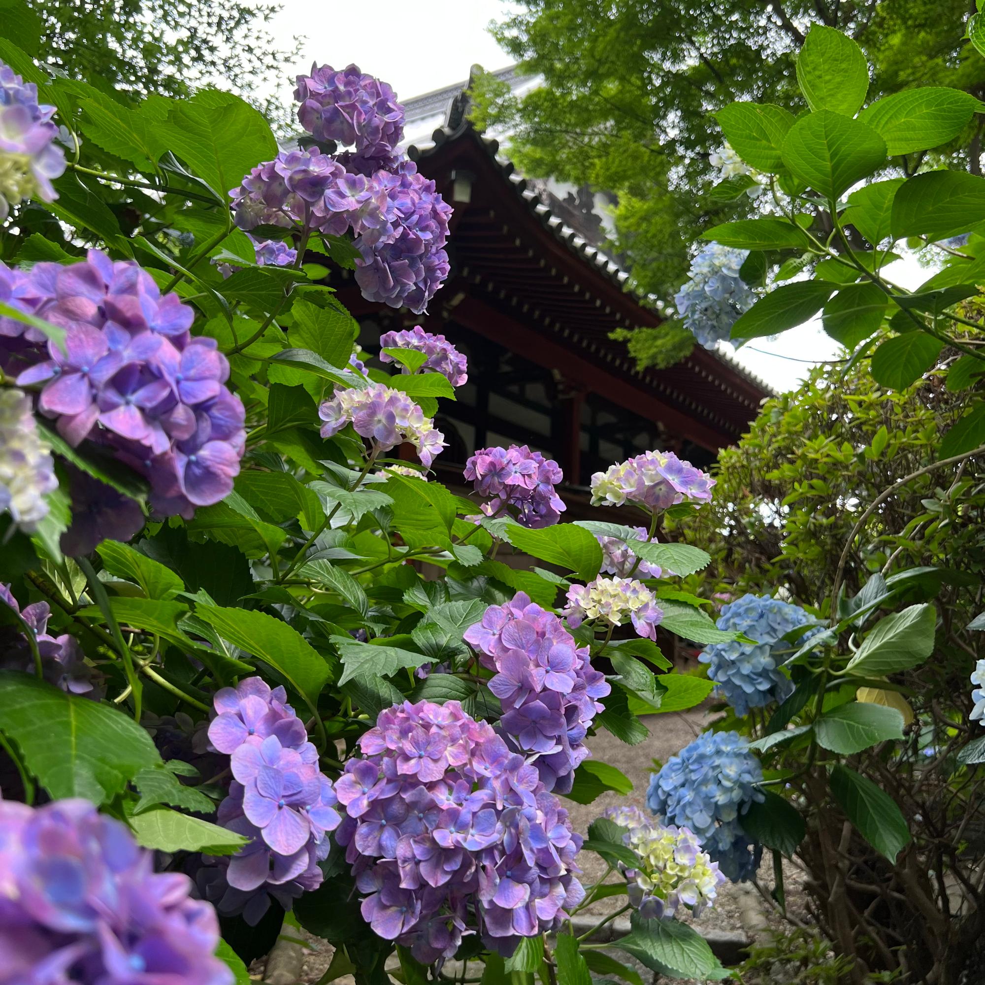 建物の脇に咲いている青とピンクのアジサイの写真