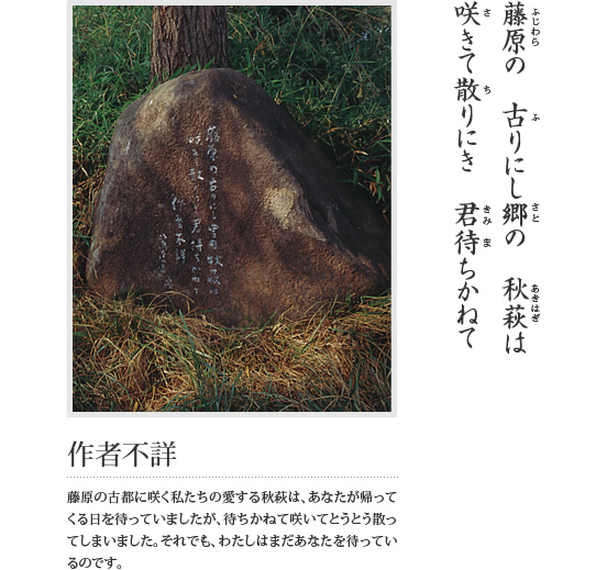 藤原の 古りにし郷の 秋萩は 咲きて散りにき 君待ちかねて(作者不詳 藤原の古都に咲く私たちの愛する秋萩は、あなたが帰ってくる日を待っていましたが、待ちかねて咲いてとうとう散ってしまいました。それでも、わたしはまだあなたを待っているのです。)という万葉歌が刻まれている石碑の写真