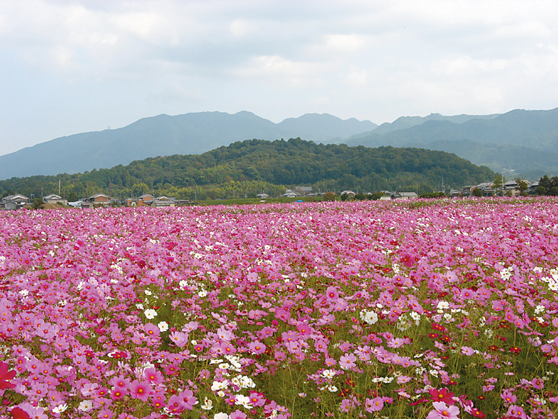 コスモス畑と香久山の写真の写真