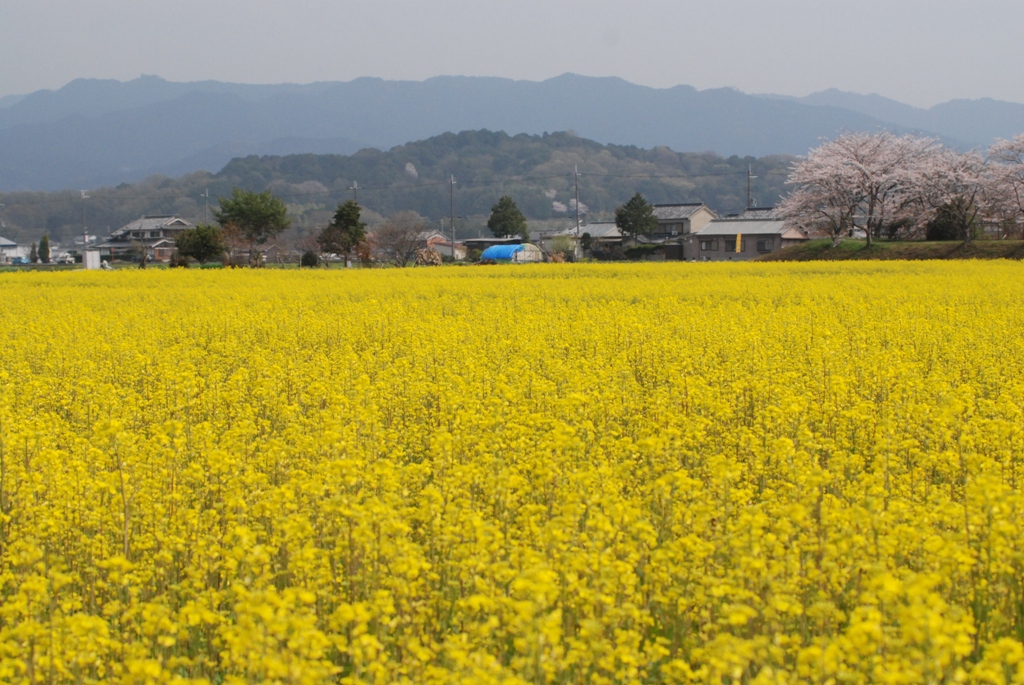菜の花と香久山の写真