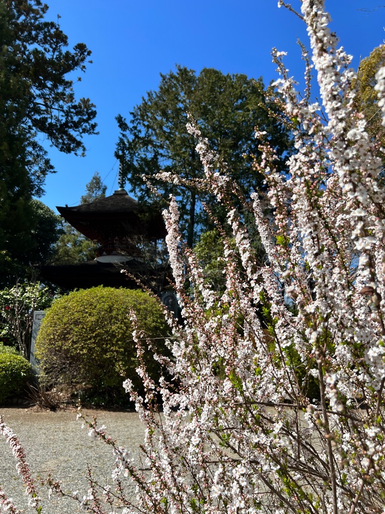 雪柳に真っ白な花がたくさん咲いている様子を撮影した写真