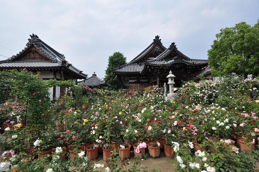 色とりどりのバラの花が咲くおふさ観音の境内の写真