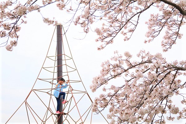 満開の桜の近くにある、くもの巣のようなジャングルジムと、それに登って遊ぶ子どもの写真