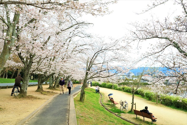 耳成山公園の桜の下でウォーキングやベンチに座って楽しんでいる写真
