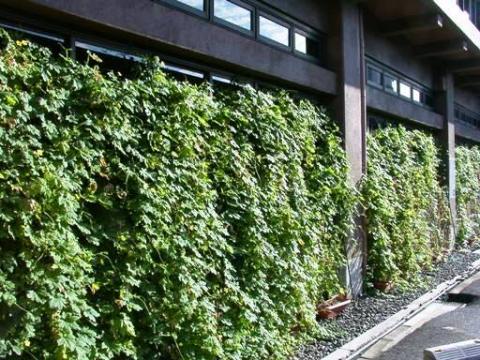 橿原市役所の庁舎に設置されたグリーンカーテンの写真