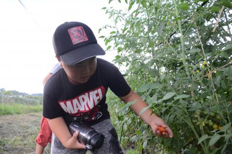 ミニトマトを収穫している小学生の写真