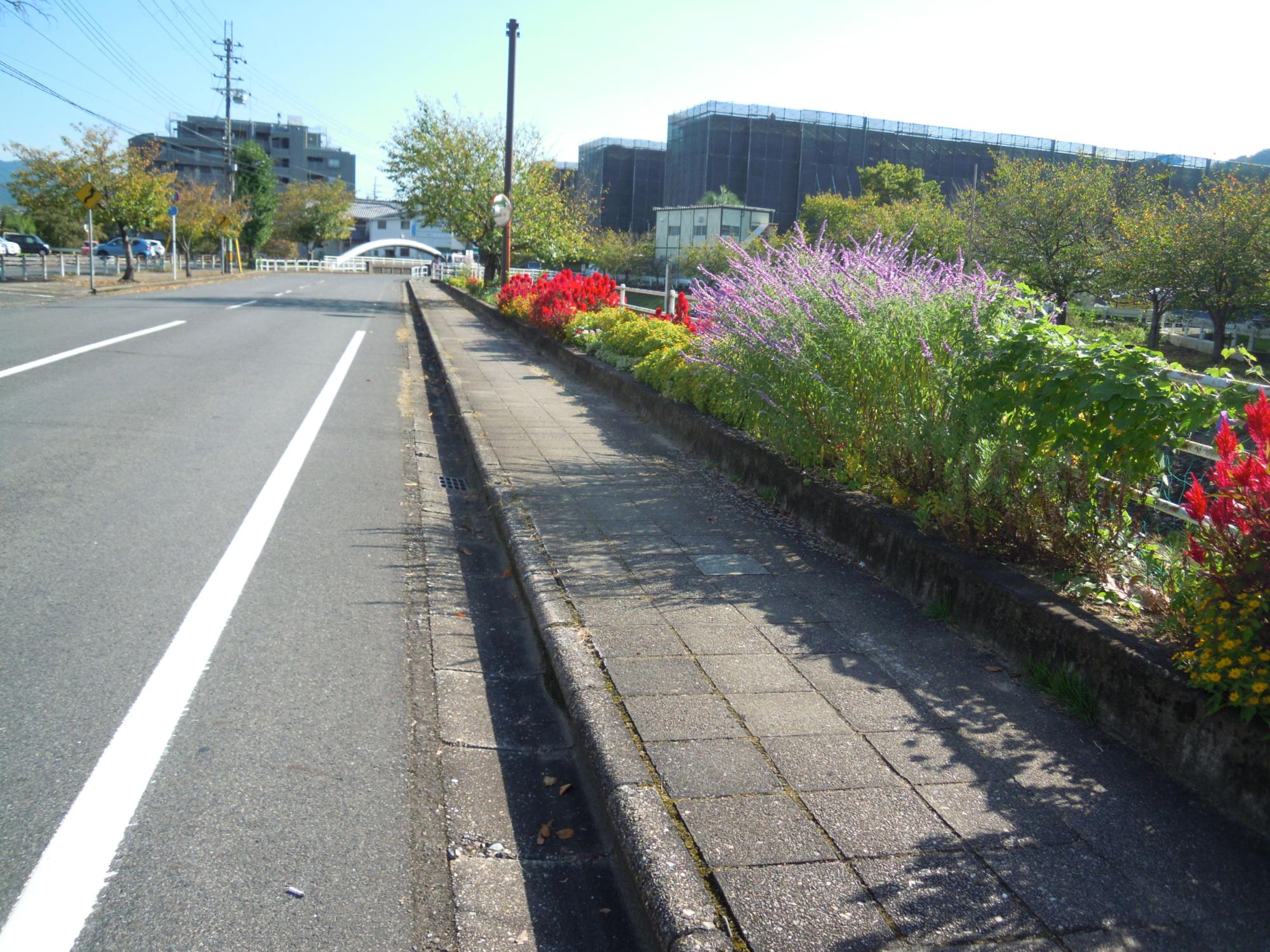 高取川右岸の道路沿いにある赤い花とピンク色の花と黄色の花が咲き乱れている花壇の写真