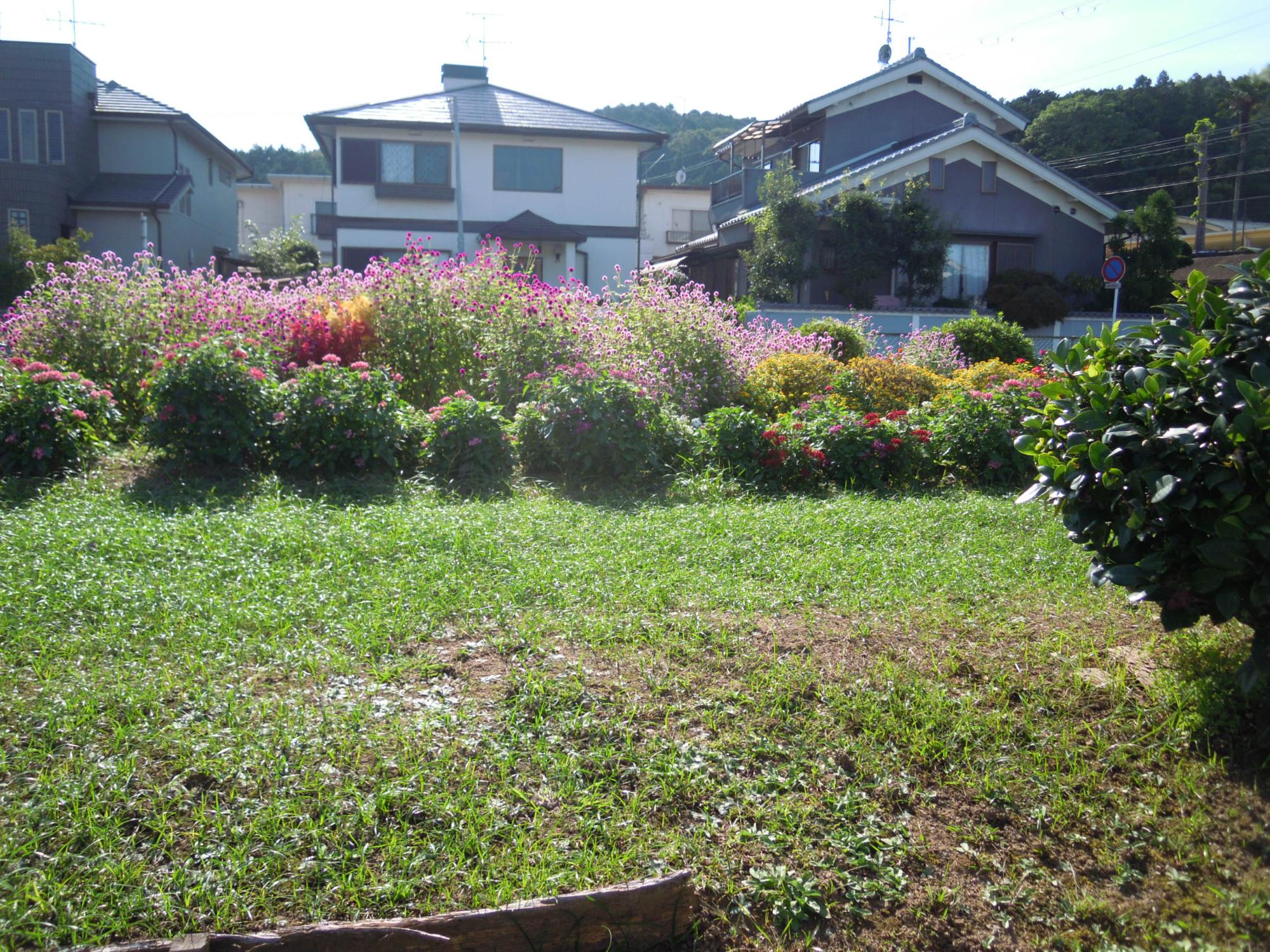 南白橿バス停前にあるピンク色の花が咲き乱れている空き地の写真
