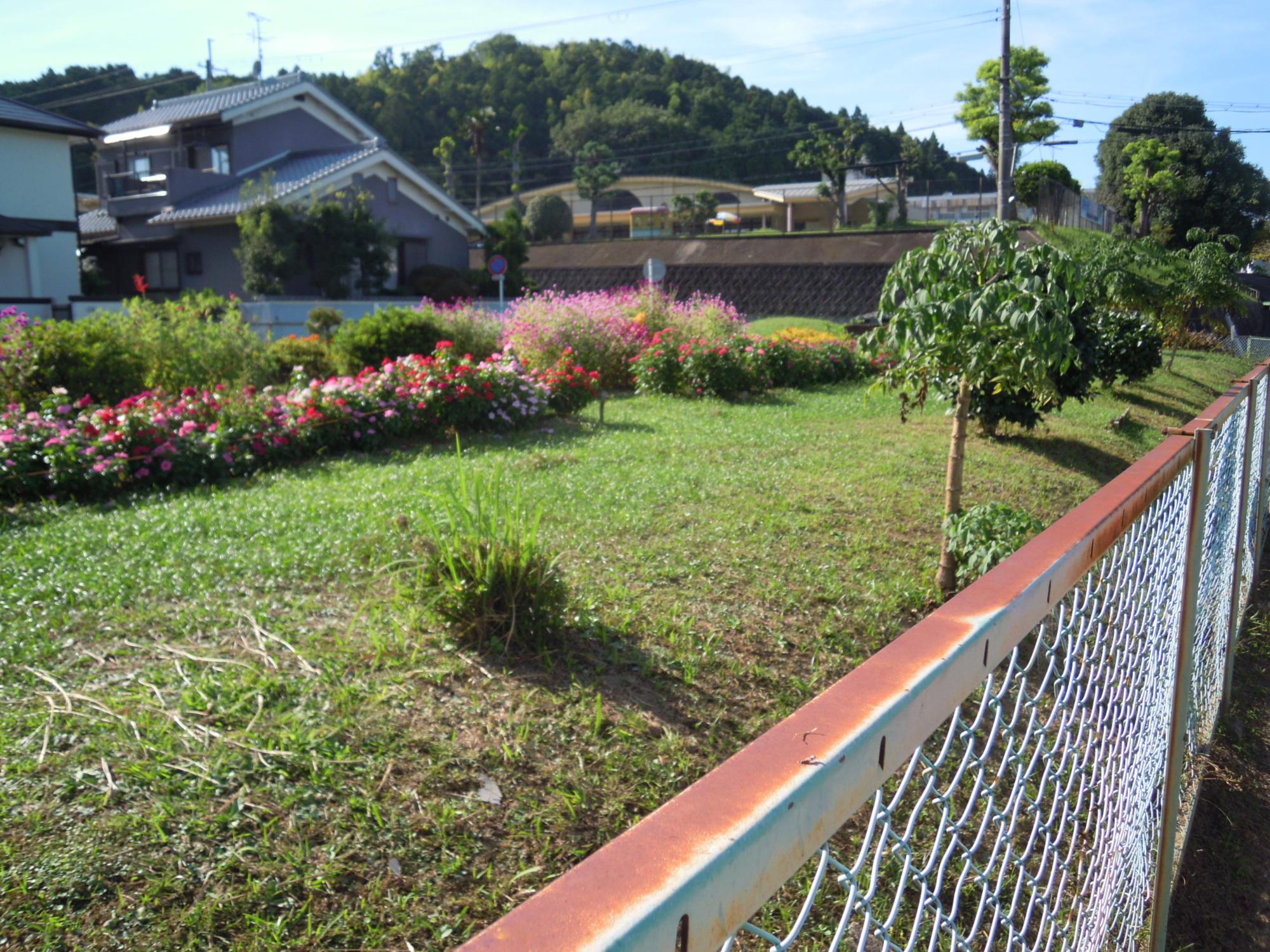 南白橿バス停前にある色とりどりの花が咲き乱れている空き地の写真