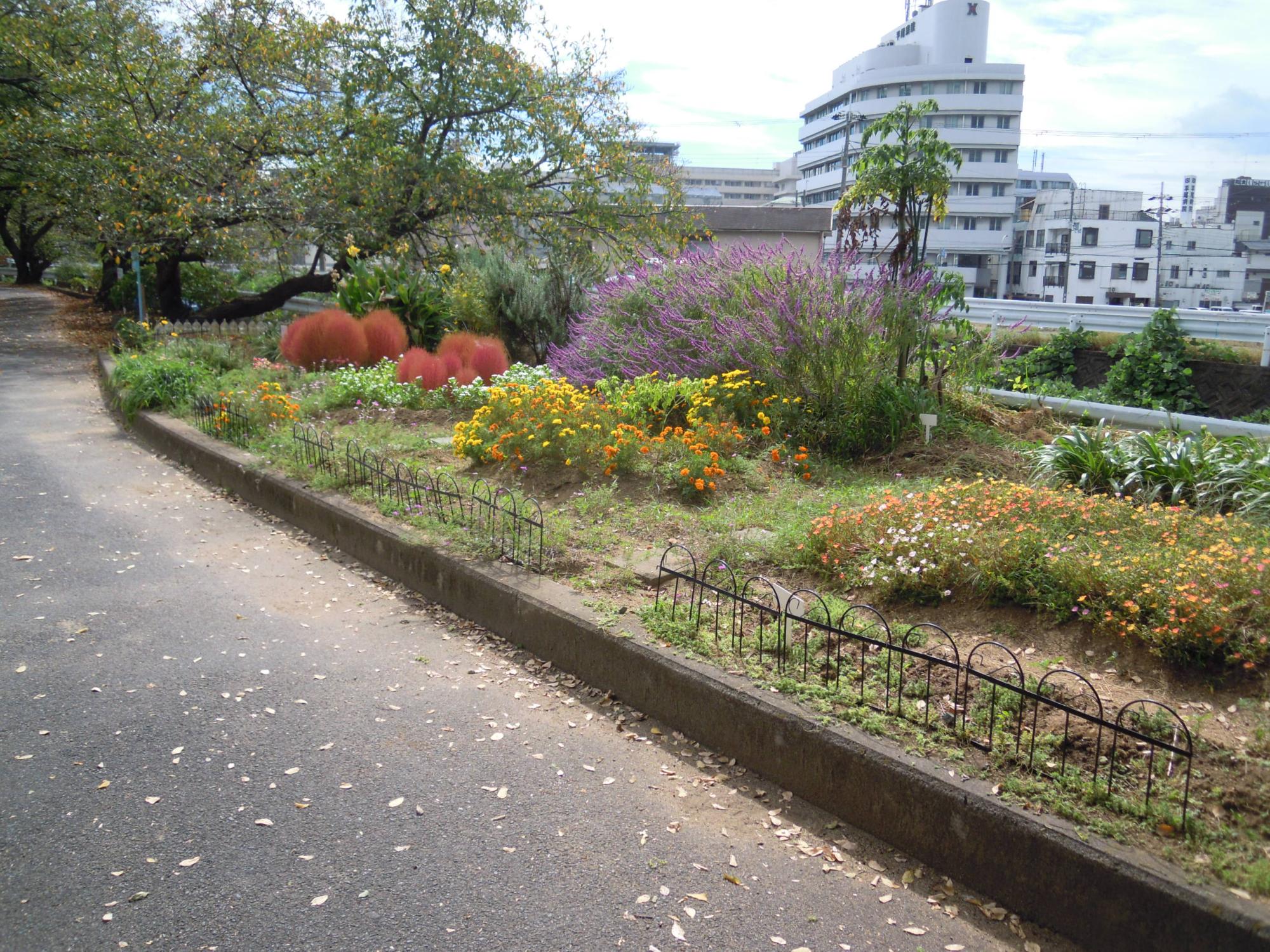 飛鳥川右岸沿いにある色とりどりの花が咲いている花壇の写真