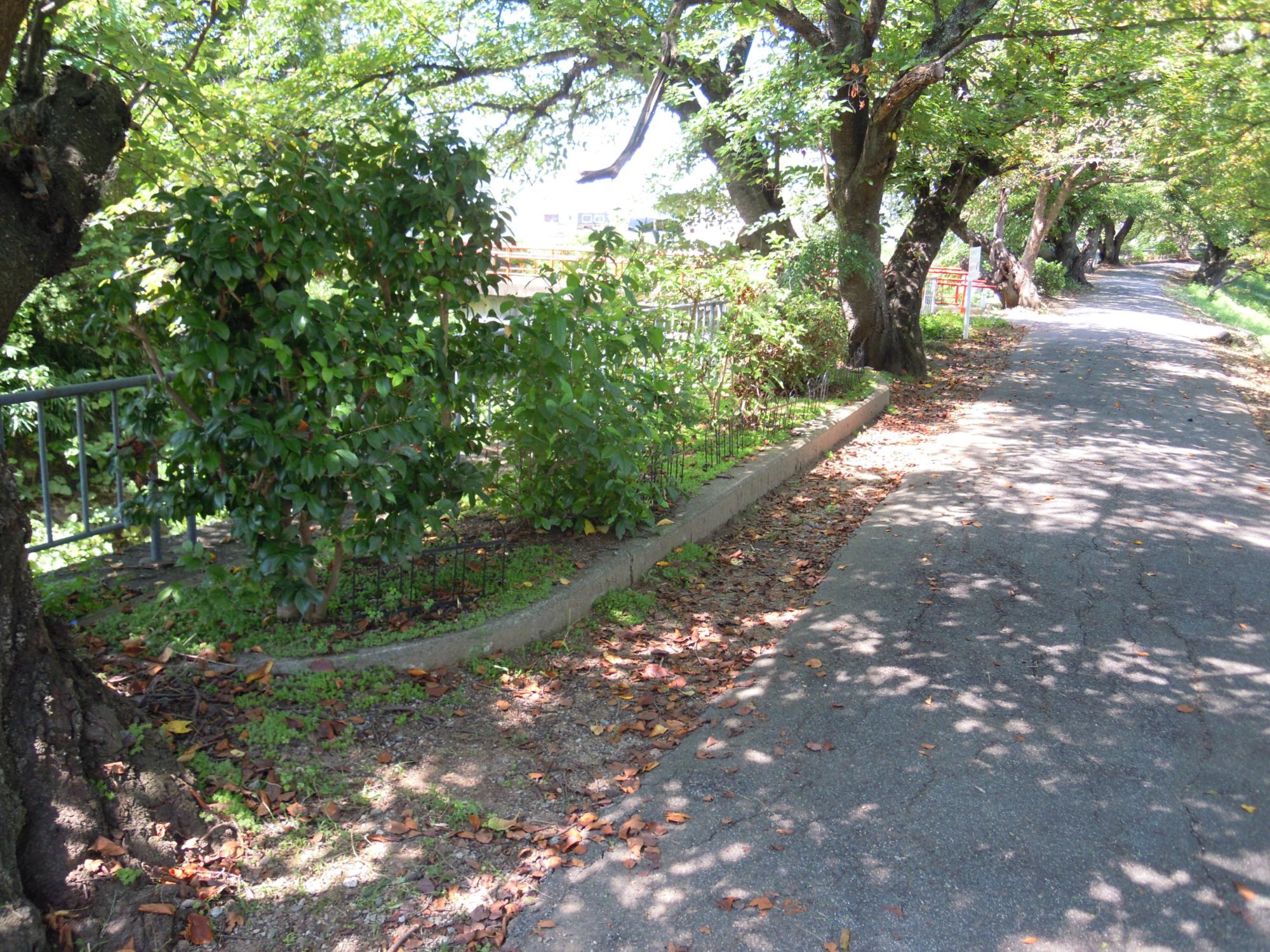 飛鳥川右岸沿いにある緑に生い茂った花壇の写真
