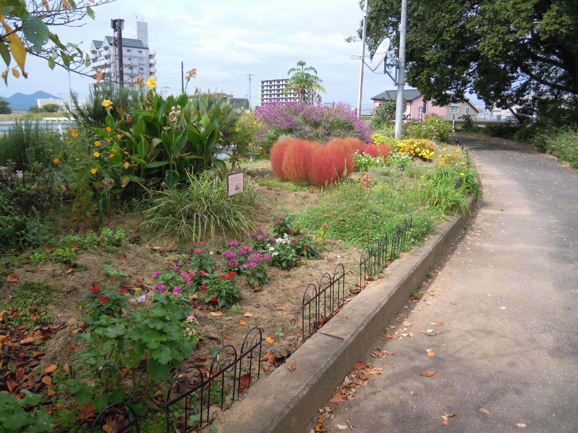 飛鳥川右岸沿いにある色とりどりの花が咲いている花壇の写真
