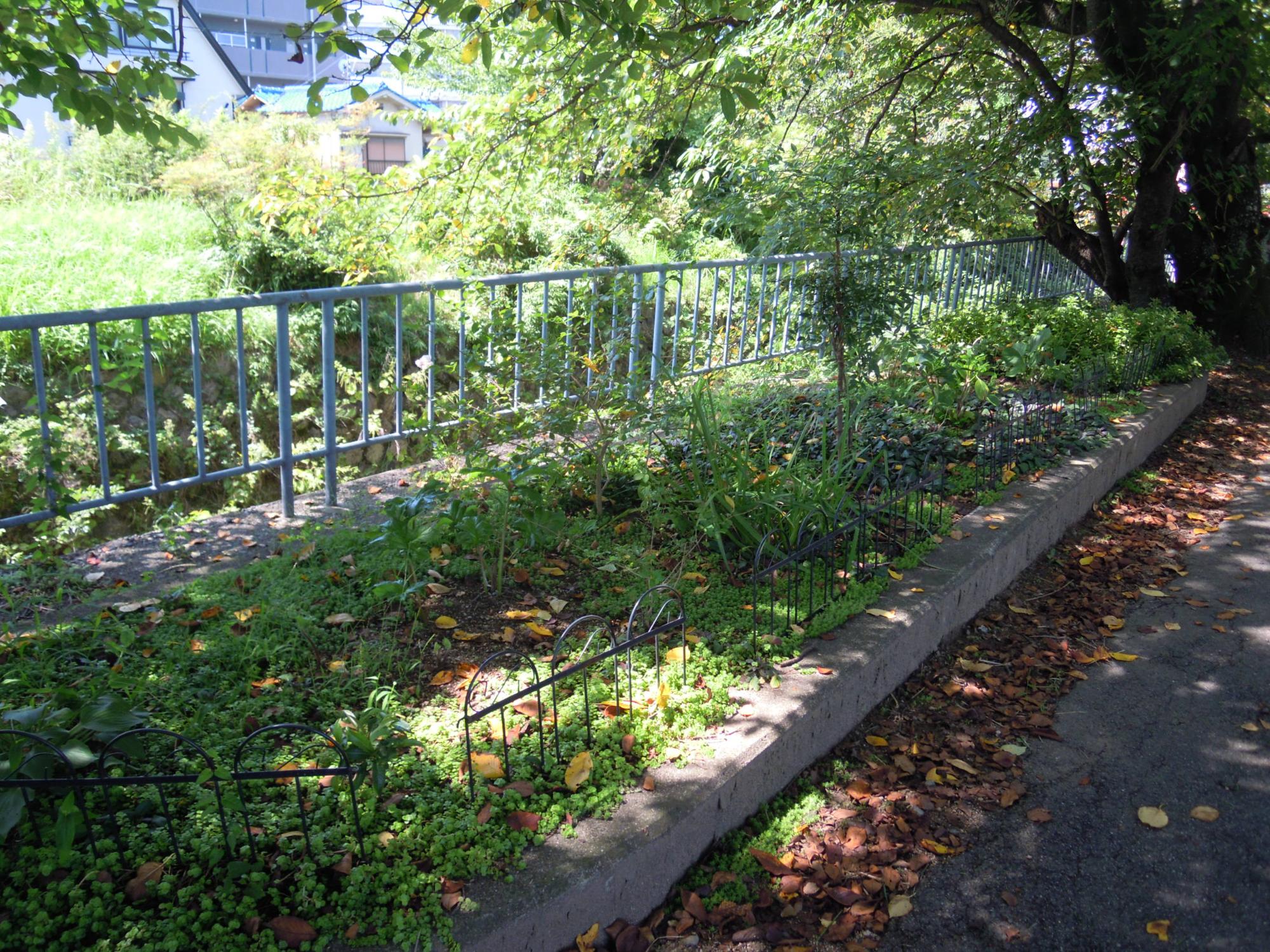 飛鳥川右岸沿いにある緑に生い茂った花壇の写真