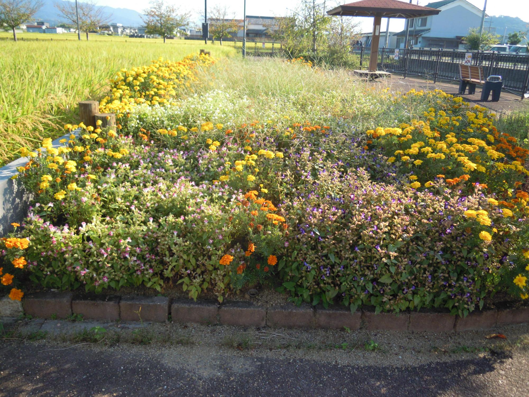 下池(上ノ添池)周辺にある主に黄色の花が咲き乱れている花壇の写真