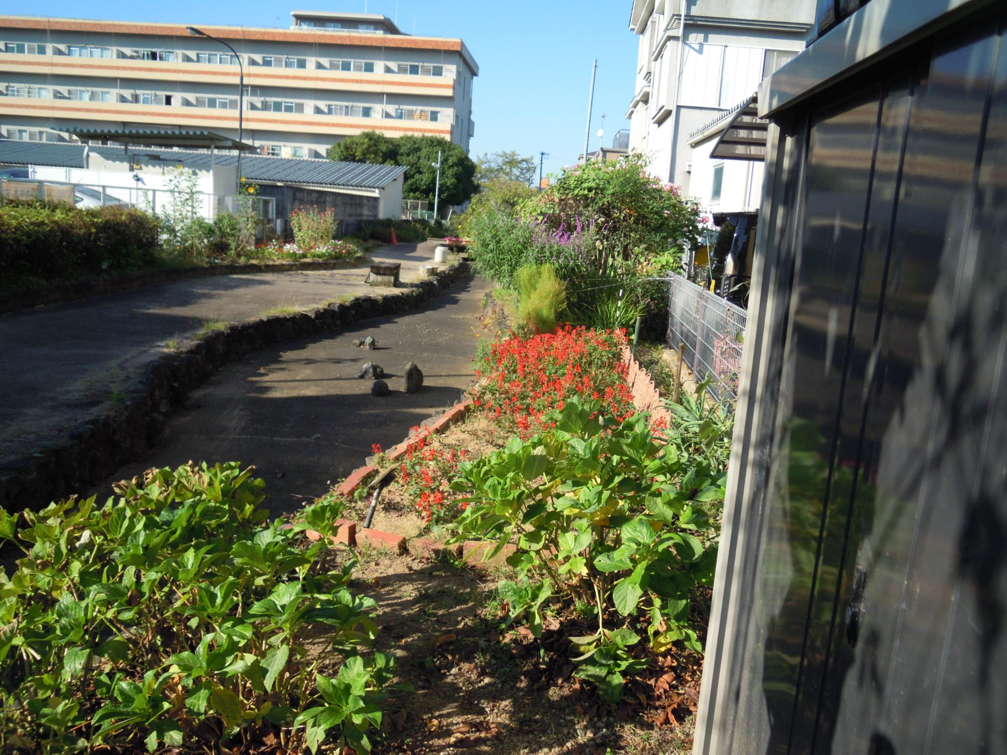 葛本町の葛美住宅西側のせせらぎの道にある赤い花が咲いている花壇の写真