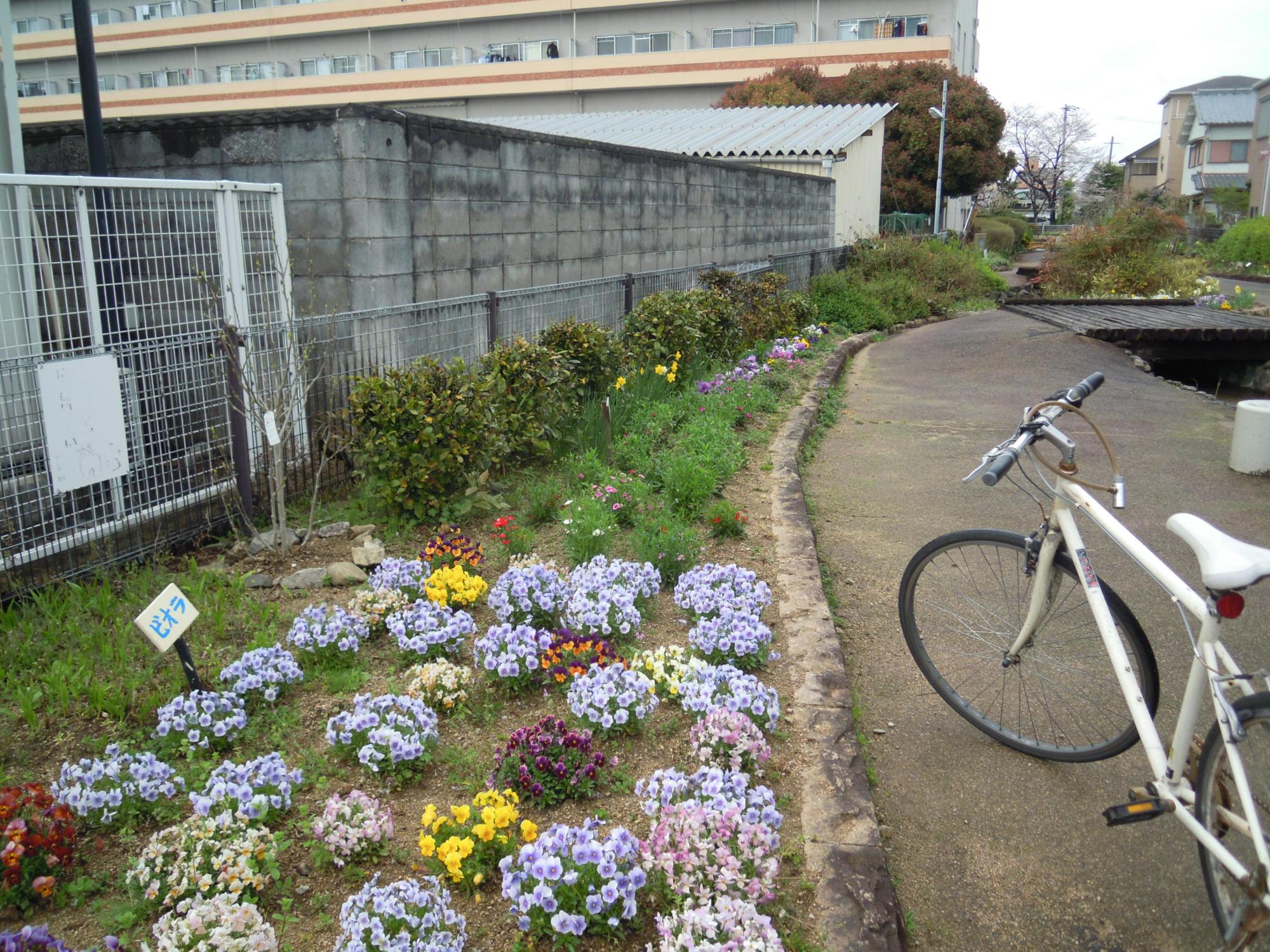 葛本町の葛美住宅西側のせせらぎの道にある青色のビオラが咲いている花壇の写真