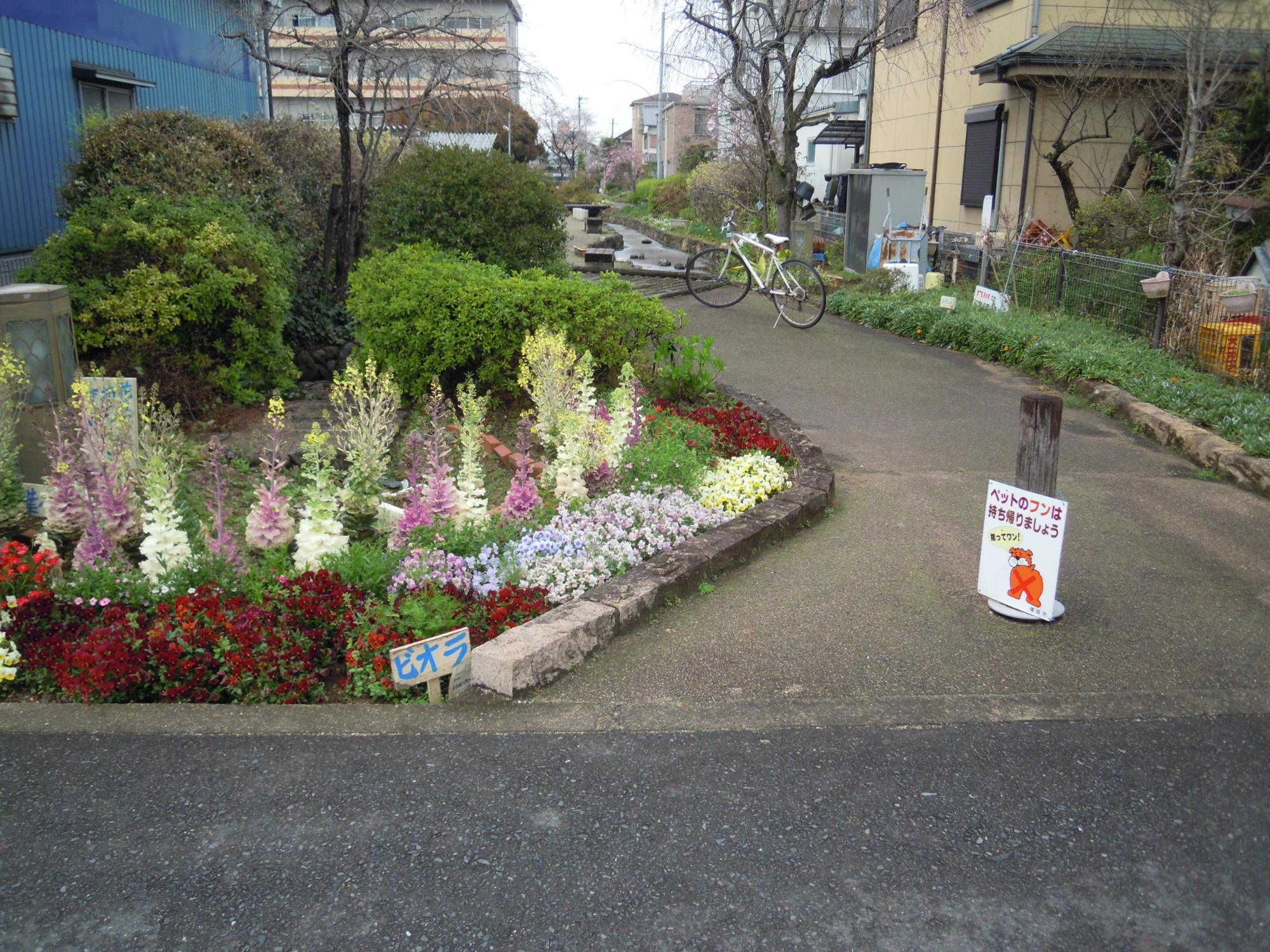 葛本町の葛美住宅西側のせせらぎの道にあるいろいろな色のビオラが咲いている花壇の写真