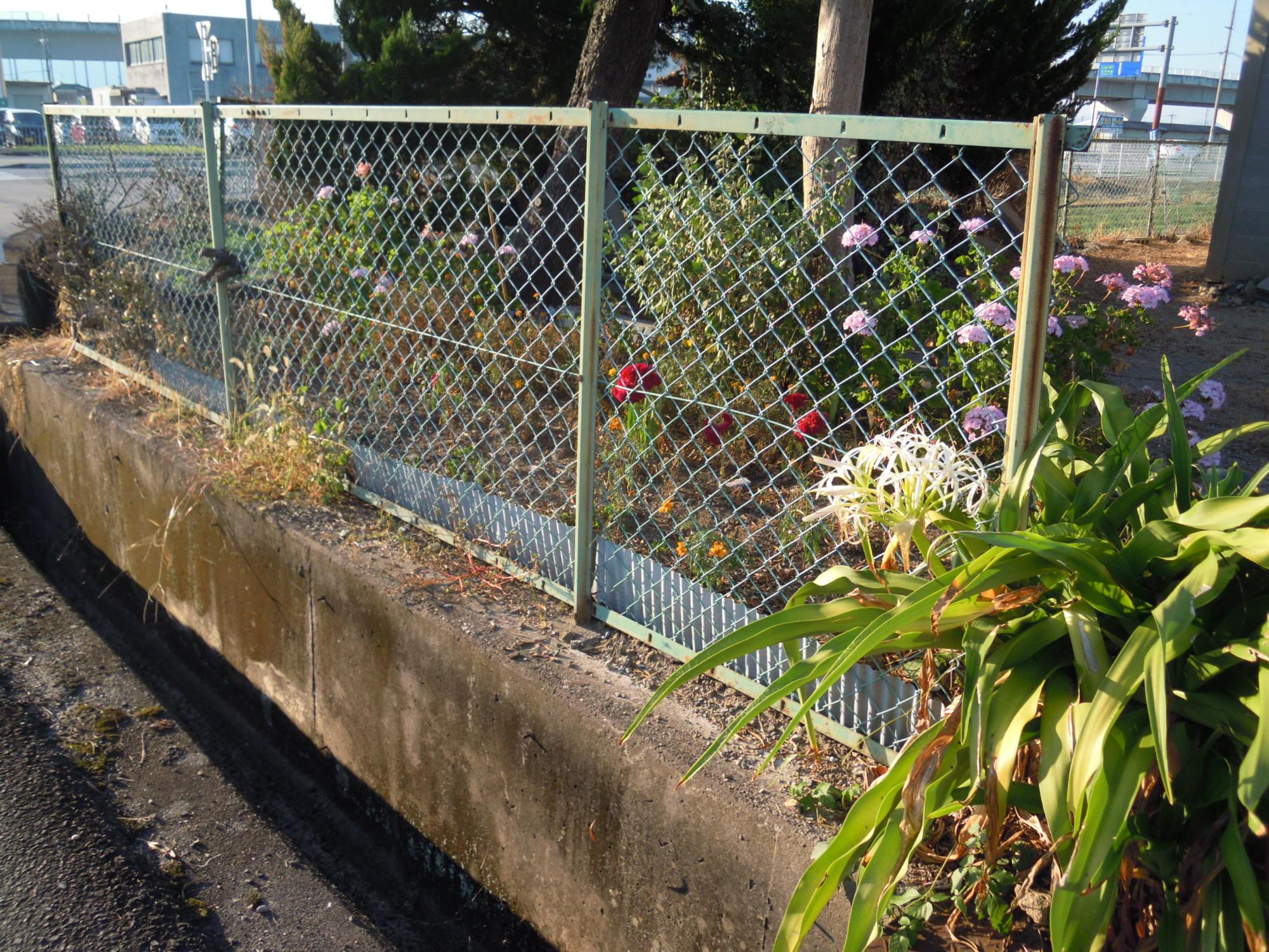 一町内の金網の裏にある色々な花が咲いている花壇の写真