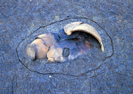 発掘中の土器棺が地面から半分ほど露出している状態の写真