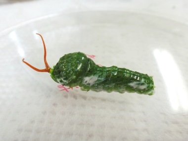 緑色の体をしたナガサキアゲハの幼虫が茶色い角を出している様子を撮影した写真