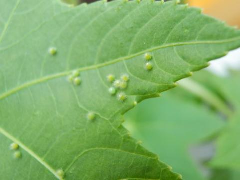 黄緑色で毛が生えているカバタテハの卵がいくつも産み付けられた様子を撮影した写真