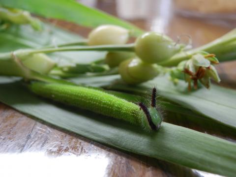 緑色の食草の上を這っているクロコノマチョウの様子を撮影した写真