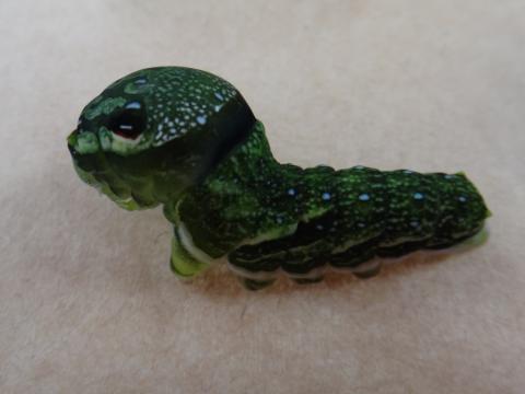 カラスアゲハの幼虫が頭を起こしている様子を撮影した写真