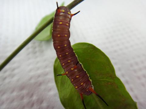 茶色に黄色の斑点模様がある幼虫の写真