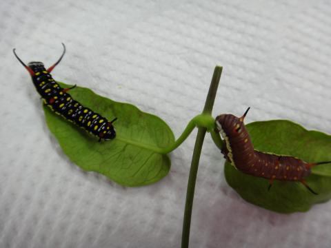 左に黒地に黄色の斑点、右に茶色に黄色の斑点の2体のスジグロカバマダラの幼虫の写真