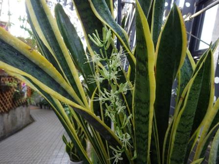 黄色に縁取られている緑色の長い葉がいくつも生えているサンセベリアの写真