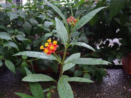 緑色の葉と赤と黄色の花を咲かせているトウワタの写真