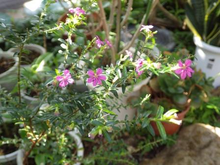 緑色の葉が連なる茎の先端で赤紫色の花を咲かせているクフェアの写真