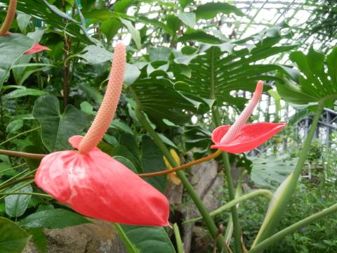 赤い葉の部分から房状の花を咲かせている2輪のアンスリウムの写真