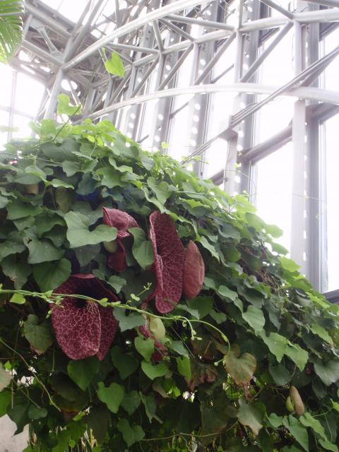 たくさんの葉の中から咲いている巨大な紫色の花のオオパイプカズラの写真