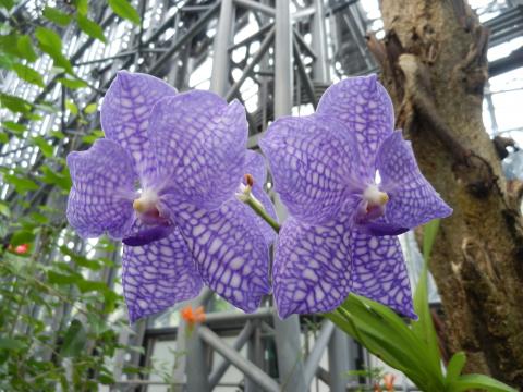 2輪の紫色に白い斑点がある花びらのバンダの写真