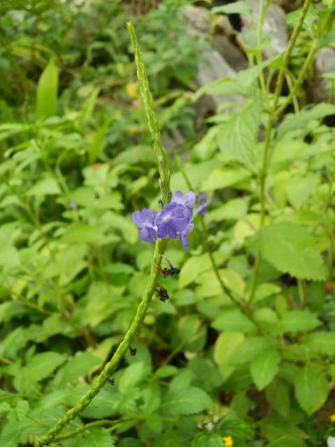緑色の茎のような花穂のもとで紫色に咲いているチリメンナガボソウの写真