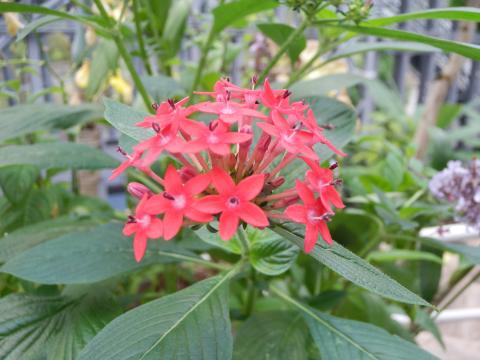 葉っぱの上に5つに分かれている赤い花が密集している様子のペンタスの写真