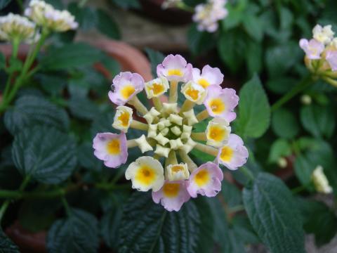 葉っぱの上に四角い蕾の周りに紫や白の花を咲かせるランタナの写真