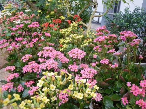 赤やピンクや黄色の花が咲き乱れているカランコエの花々の写真