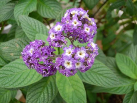 葉の茎の上に白い軸をした紫の花が咲いているヘリオトロープの写真