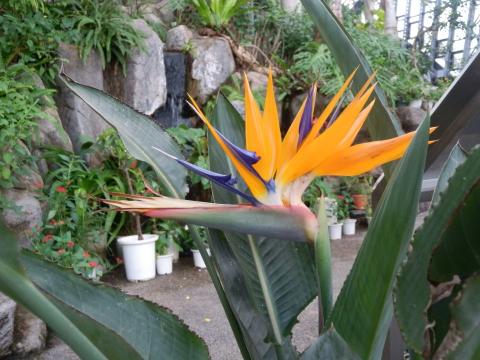 オレンジ色のガクの中心で紫の花が咲いているストレリチアの写真