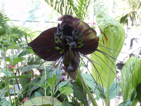 紫色の葉を広げて中心に花をいくつも咲かせているタッカ・シャントリエリの写真