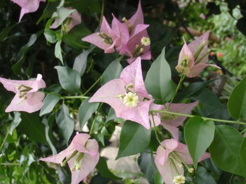 茎の合間を葉と桃色の花が咲いているブーゲンビレアを撮影した写真